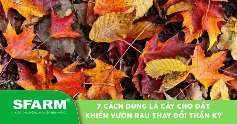 Phân hữu cơ và compost giúp cải tạo đất trồng rau hiệu quả